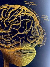 Load image into Gallery viewer, Human Brain Anatomy Print