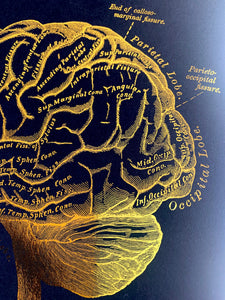 Human Brain Anatomy Print