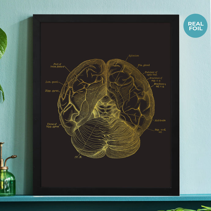 Brain Anatomy Foil Print