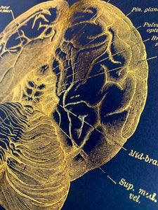 Brain Anatomy Foil Print