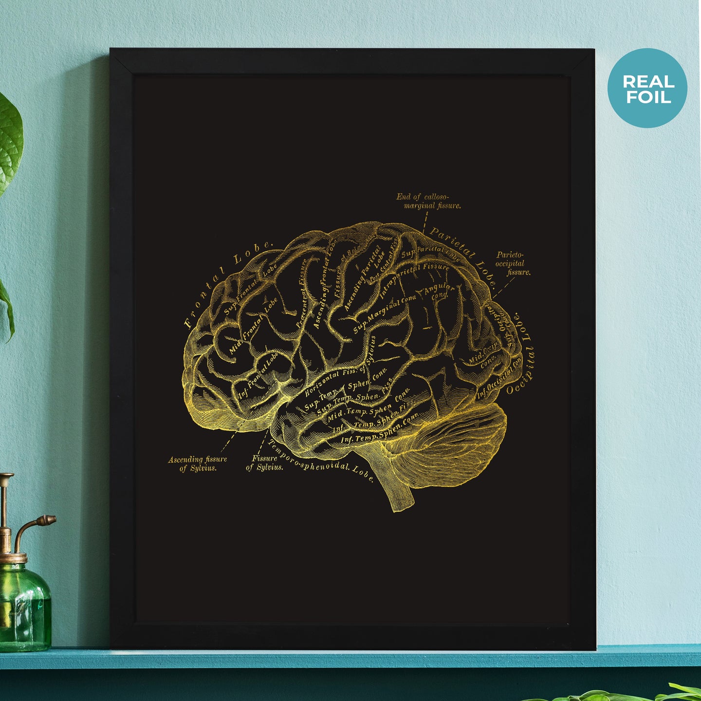 Human Brain Anatomy Print