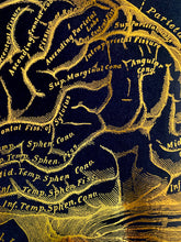 Load image into Gallery viewer, Human Brain Anatomy Print