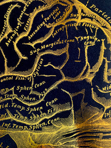 Human Brain Anatomy Print