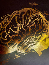 Load image into Gallery viewer, Human Brain Anatomy Print