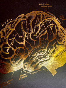 Human Brain Anatomy Print
