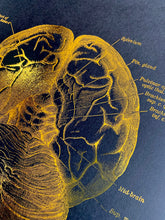 Load image into Gallery viewer, Brain Anatomy Foil Print