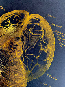 Brain Anatomy Foil Print