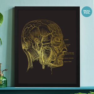 Human Head Vintage Anatomy Print